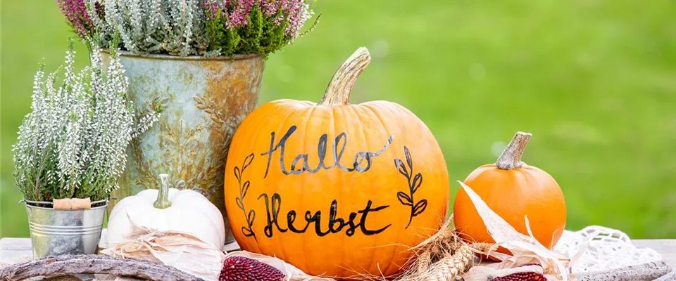 Herbstdeko - Kürbisse und Heide