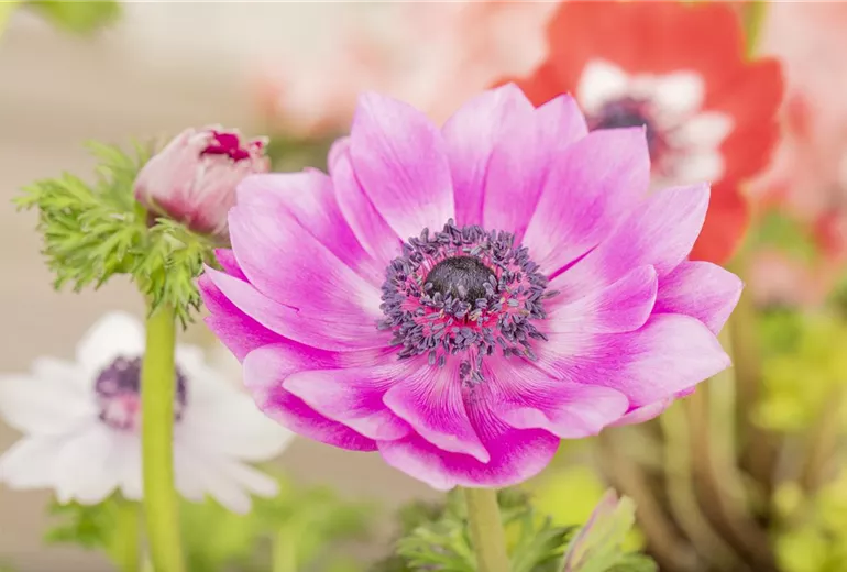 Anemone coronaria Anemone coronaria
