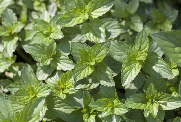 Mentha x piperita