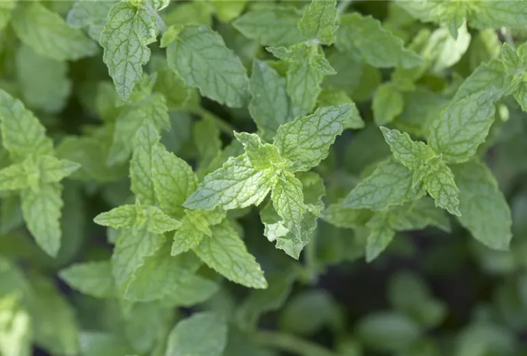 Mentha x piperita