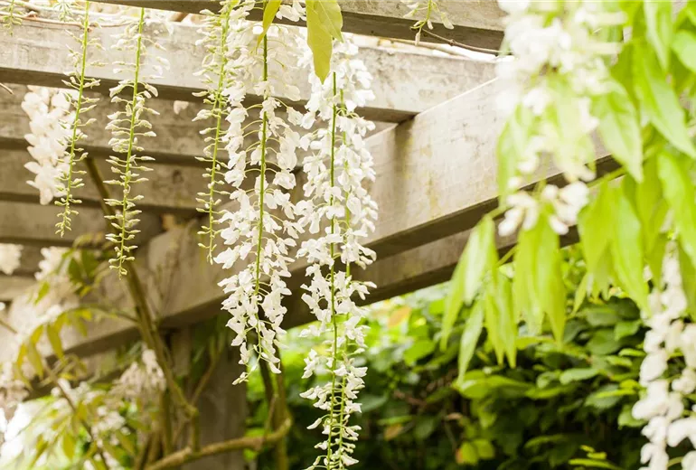 Wisteria floribunda Wisteria floribunda
