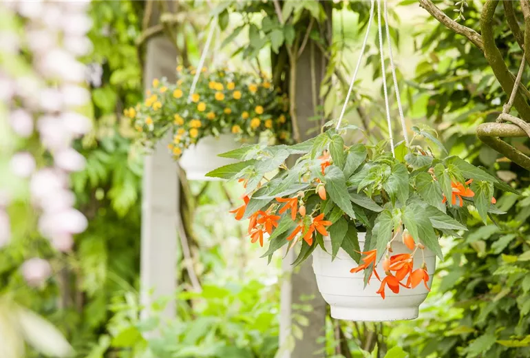 Begonia boliviensis