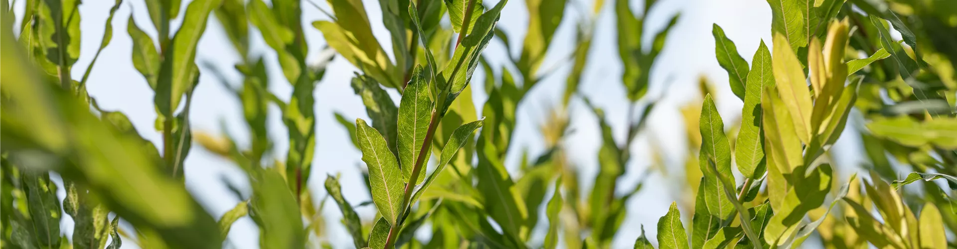 Salix purpurea Salix purpurea