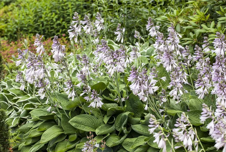 Hosta Hosta