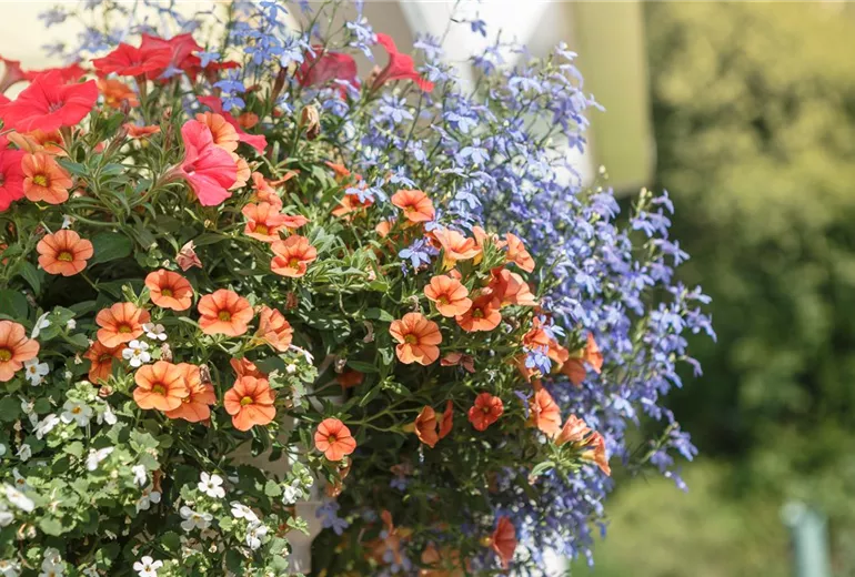 Sommerblumen