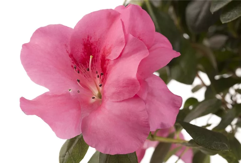 Rhododendron simsii, rosa Rhododendron simsii, rosa