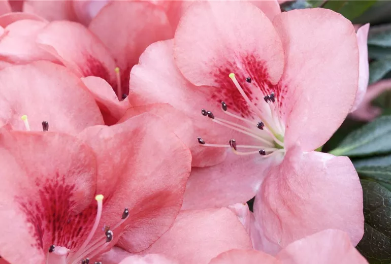 Rhododendron simsii, rosa Rhododendron simsii, rosa