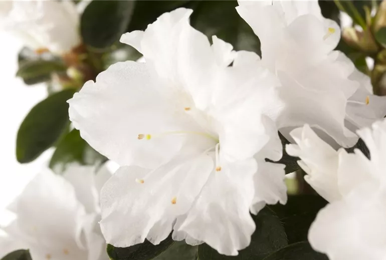 Rhododendron simsii, weiß Rhododendron simsii, weiß