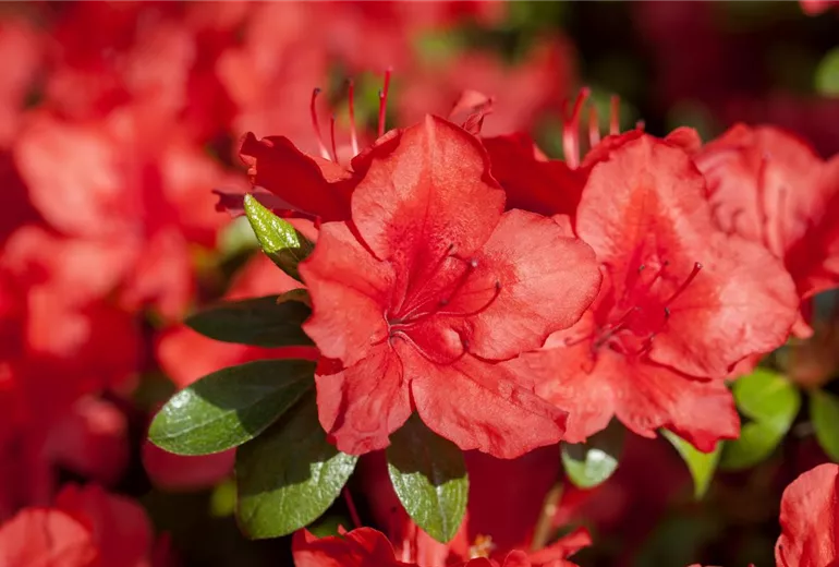 Rhododendron molle ssp. japonicum 'Nordlicht' Rhododendron molle ssp. japonicum 'Nordlicht'