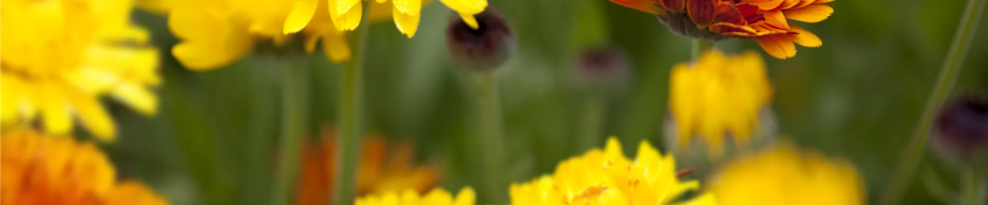 Calendula officinalis Calendula officinalis