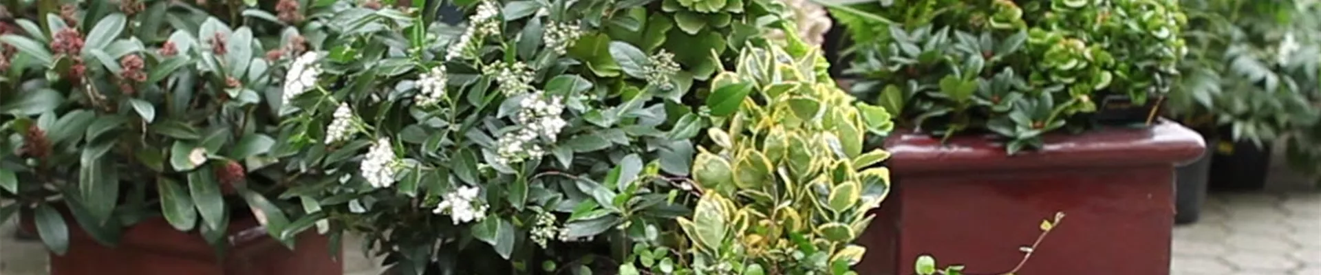 Blumenkübel - Dauerhafte Bepflanzung (Anleitung - 8)