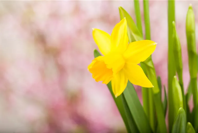 Narcissus Narcissus