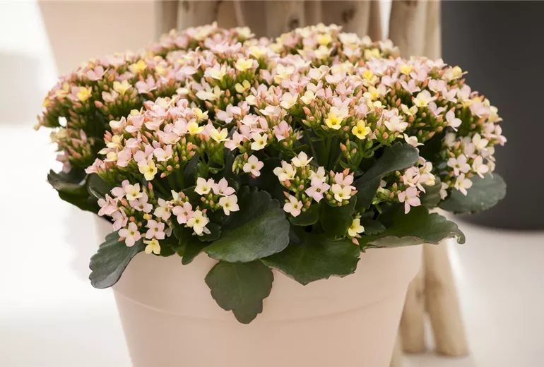 Kalanchoe blossfeldiana, rosa Kalanchoe blossfeldiana, rosa