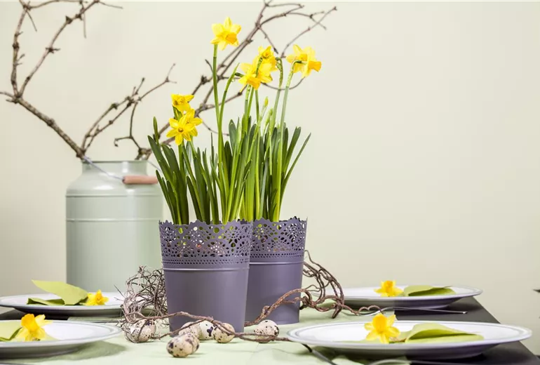 Narcissus, großkronig