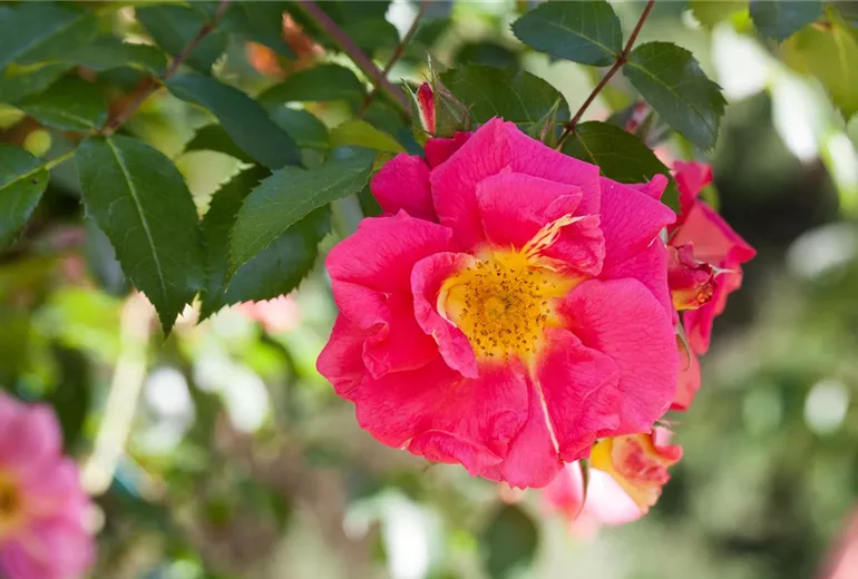 Historische Rosen