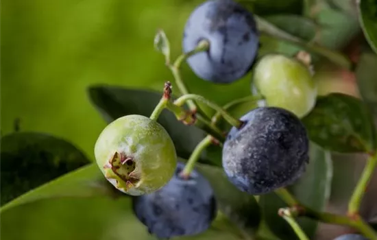 Heidelbeeren – die blauen Super-Beeren Heidelbeeren – die blauen Super-Beeren