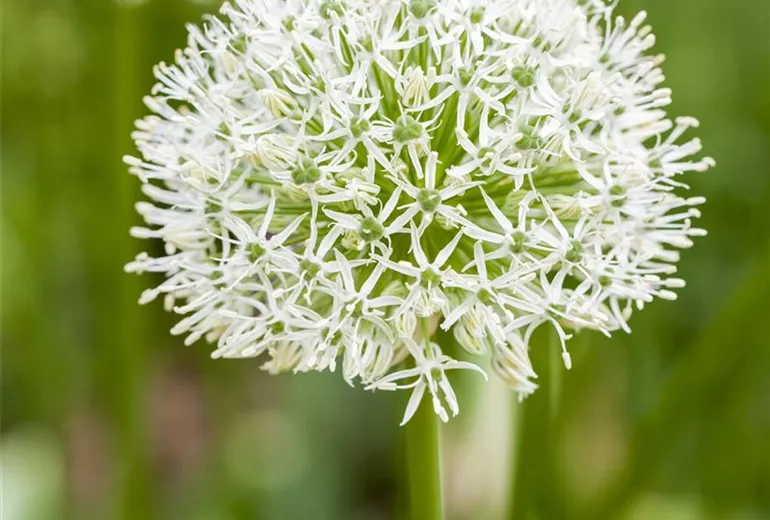 Allium rosenbachianum 'Album' Allium rosenbachianum 'Album'