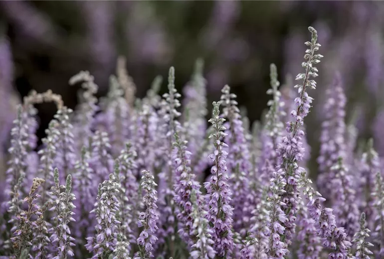 Calluna vulgaris 'Silver Knight' Calluna vulgaris 'Silver Knight'