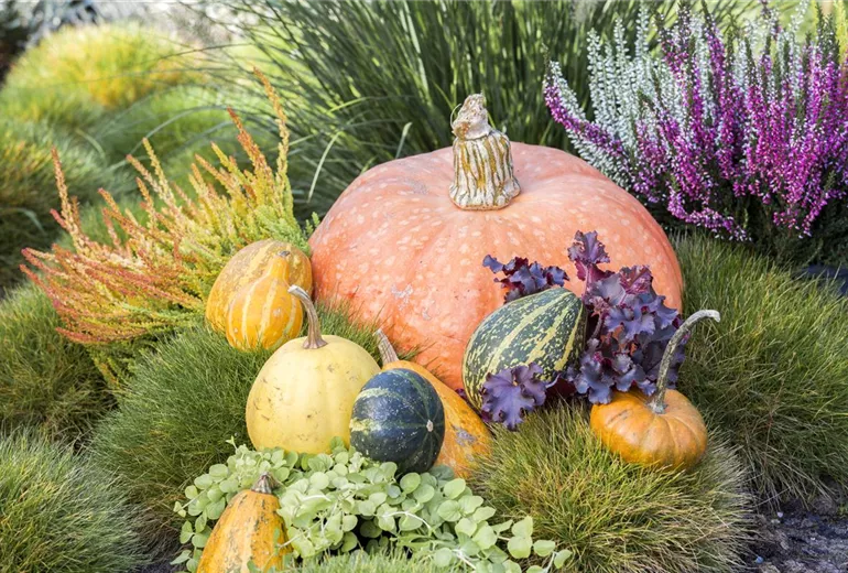 Cucurbita