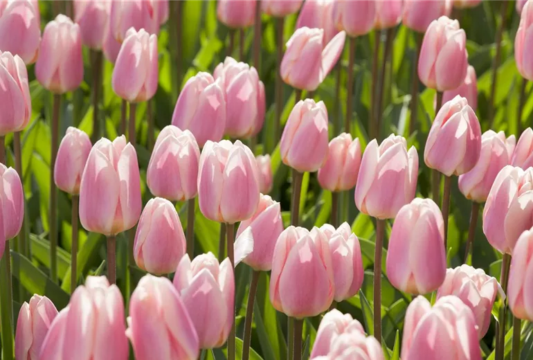 Tulipa Darwin Hybride Tulipa Darwin Hybride