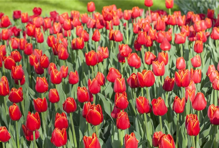 Tulipa Triumph Tulipa Triumph