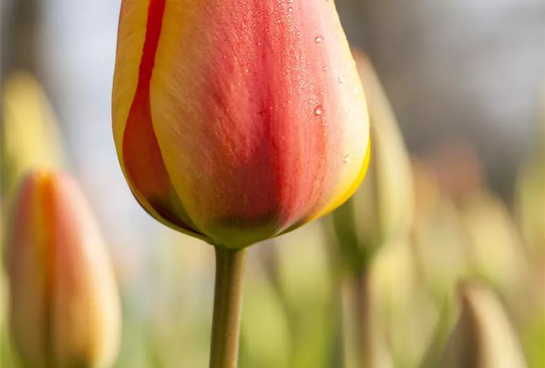 Tulipa Triumph Tulipa Triumph