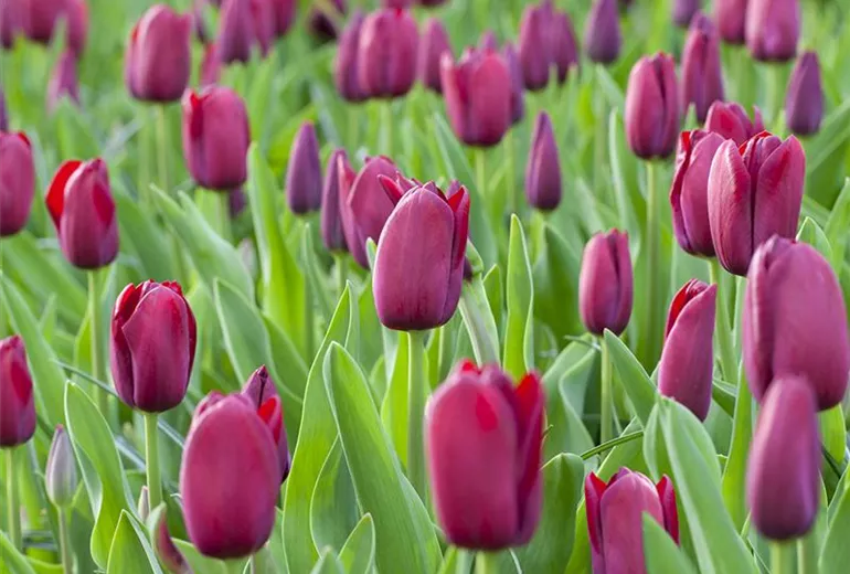 Tulipa 'National Velvet' Tulipa 'National Velvet'
