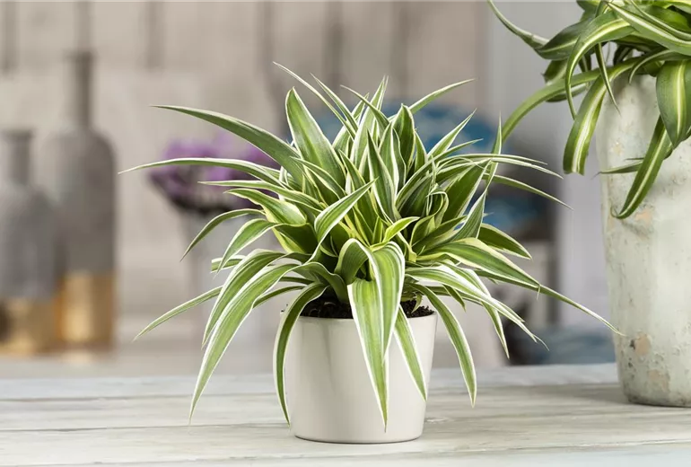 Chlorophytum comosum 'Ocean'