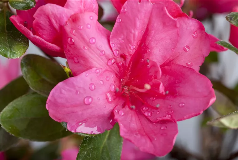 Rhododendron simsii, pink Rhododendron simsii, pink