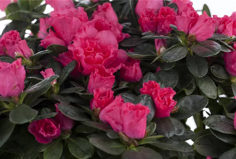 Rhododendron simsii, pink Rhododendron simsii, pink