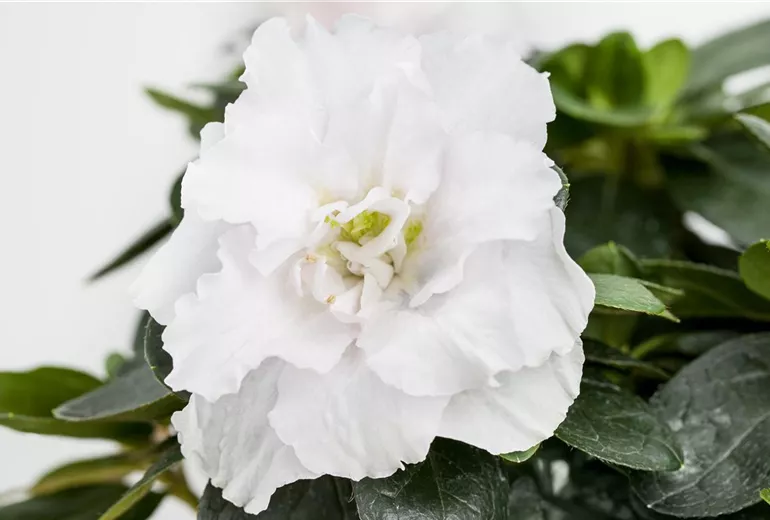 Rhododendron simsii, weiß Rhododendron simsii, weiß