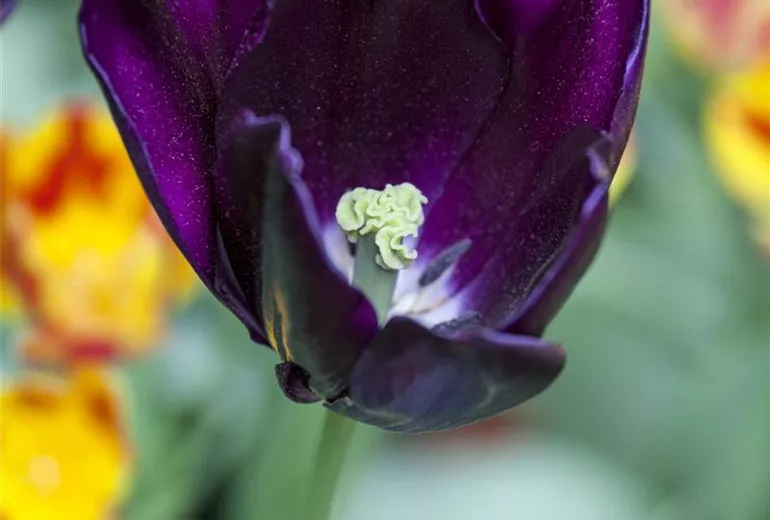Tulipa 'Königin der Nacht' Tulipa 'Königin der Nacht'
