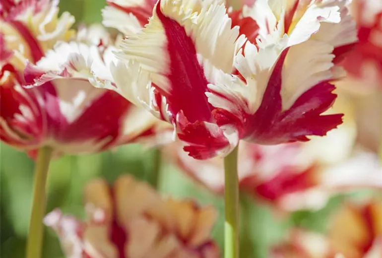Tulipa 'Double Flaming Parrot' Tulipa 'Double Flaming Parrot'