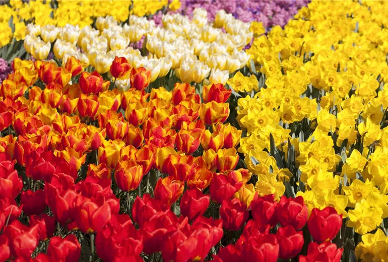 Tulipa Tulipa