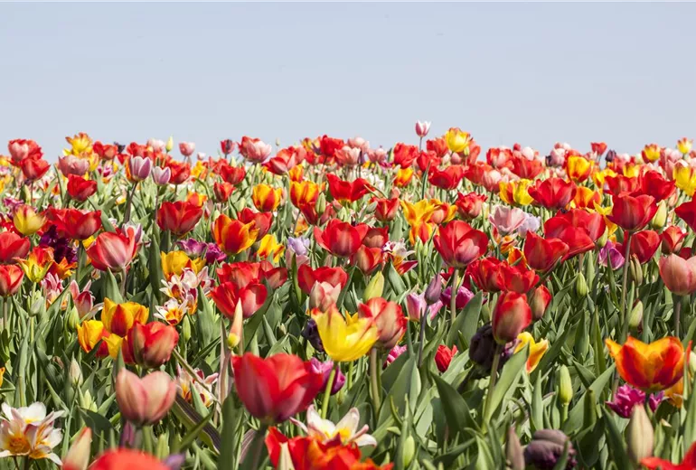 Tulipa Tulipa