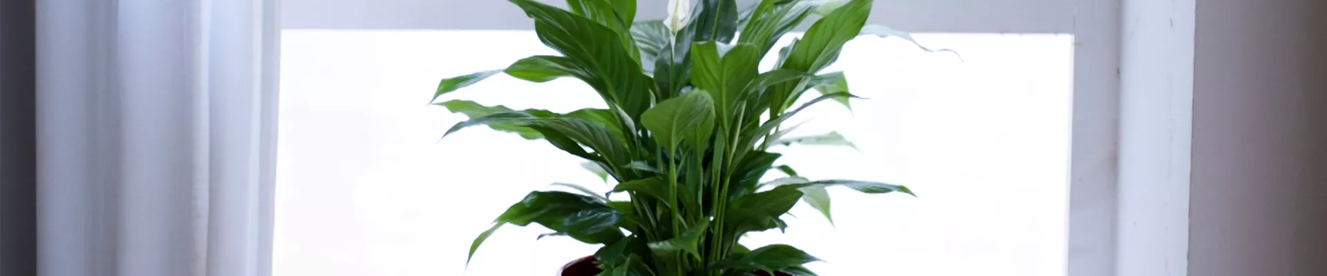 Scheidenblatt - Einpflanzen in ein Gefäß Scheidenblatt - Einpflanzen in ein Gefäß