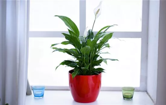 Scheidenblatt - Einpflanzen in ein Gefäß Scheidenblatt - Einpflanzen in ein Gefäß