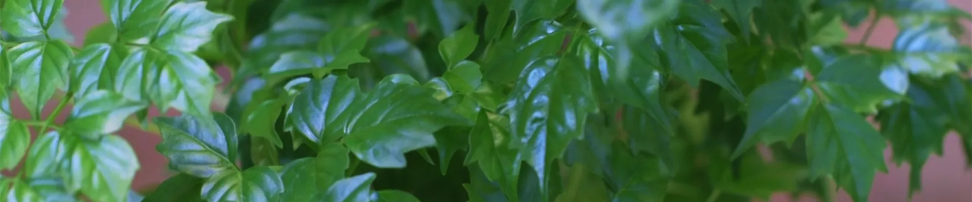 Zimmeresche - Umtopfen (thumbnail)