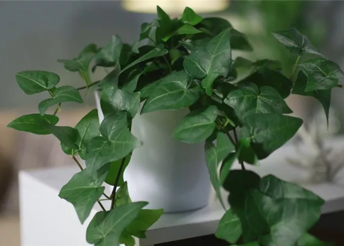 Zimmerpflanzenportrait - Efeu Zimmerpflanzenportrait - Efeu