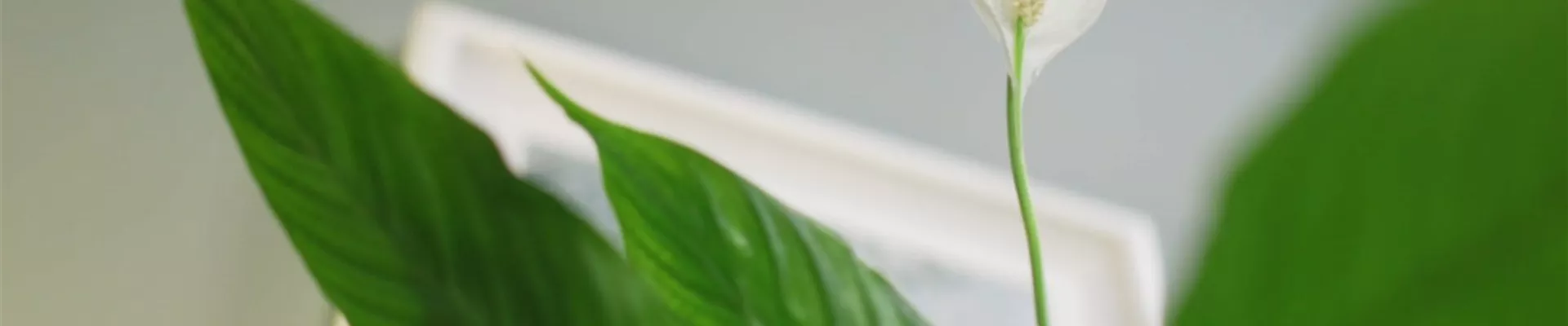 Zimmerpflanzenportrait - Einblatt (Thumbnail) Zimmerpflanzenportrait - Einblatt (Thumbnail)