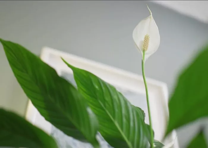 Zimmerpflanzenportrait - Einblatt Zimmerpflanzenportrait - Einblatt