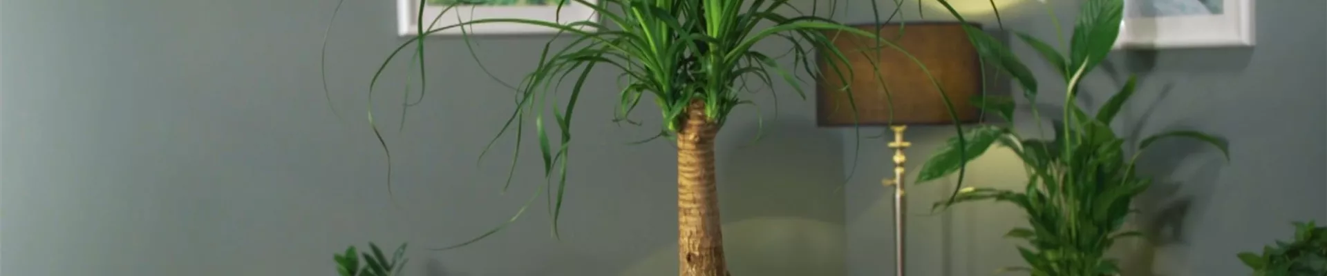 Zimmerpflanzenportrait - Elefantenfuß (Thumbnail)