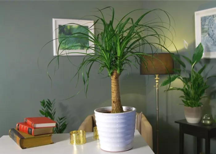 Zimmerpflanzenportrait - Elefantenfuß