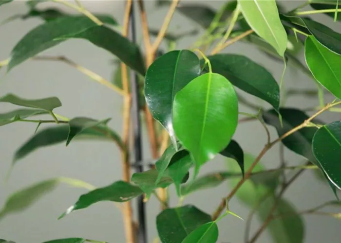 Zimmerpflanzenportrait - Birkenfeige Zimmerpflanzenportrait - Birkenfeige