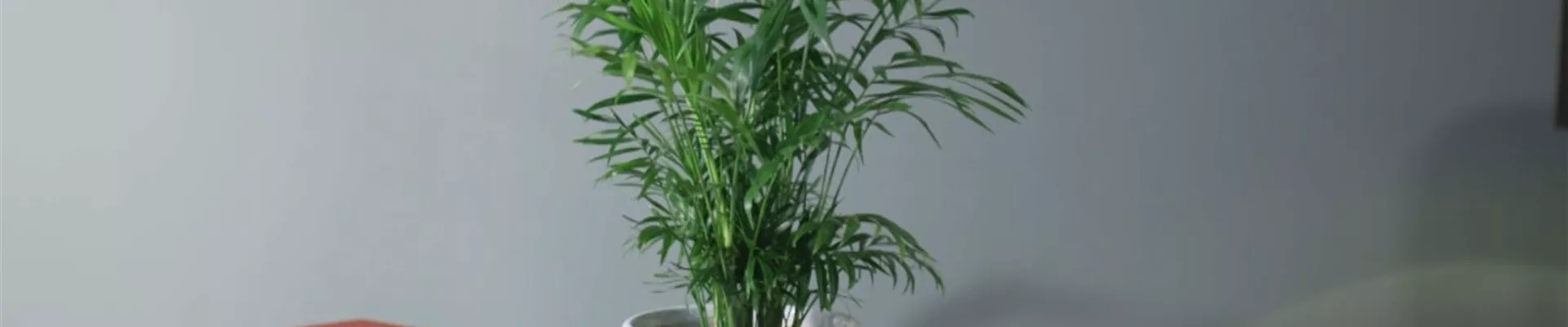 Zimmerpflanzenportrait -Berpalme (Thumbnail) Zimmerpflanzenportrait -Berpalme (Thumbnail)