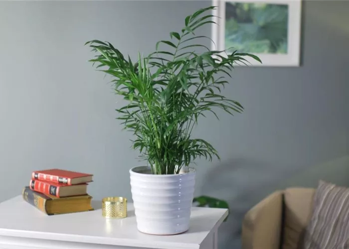 Zimmerpflanzenportrait - Bergpalme Zimmerpflanzenportrait - Bergpalme