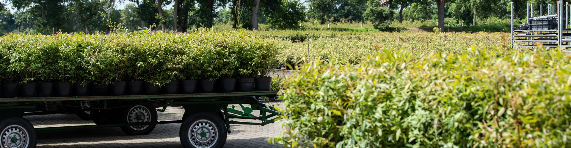 Baumschule - Pflanzen auf Wagen Baumschule - Pflanzen auf Wagen