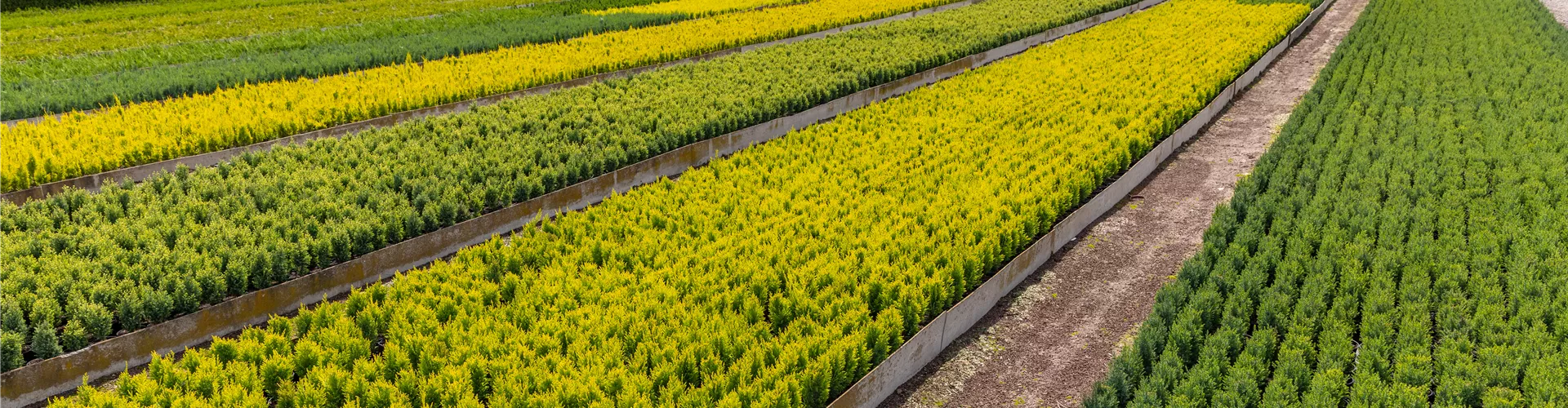 Jungpflanzen-Quatier in einer Baumschule Jungpflanzen-Quatier in einer Baumschule