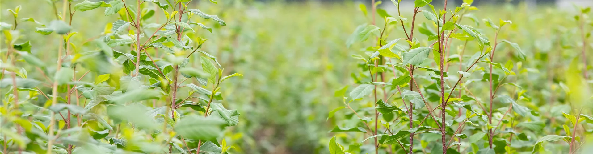 Fagus sylvatica Fagus sylvatica