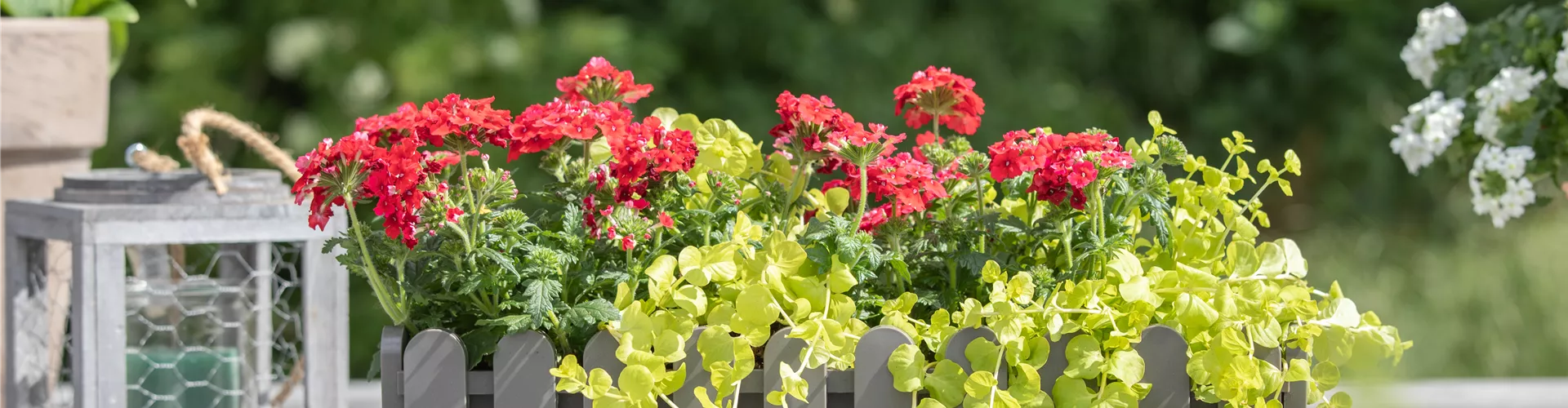 Balkonkasten Balkonkasten